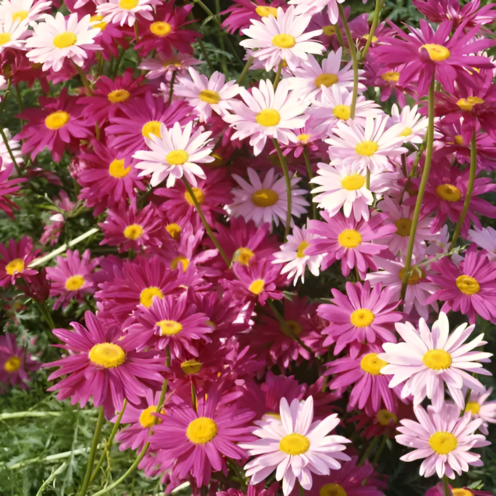 Pyrethrum Daisy Seeds For Gardens