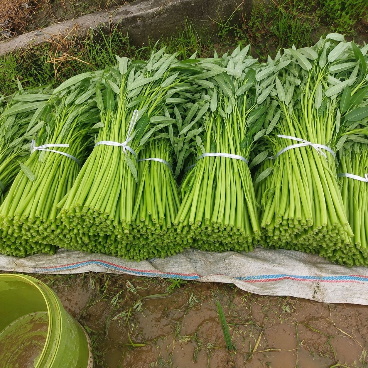 Willow Leaf Convolvulus Seeds For Garden  