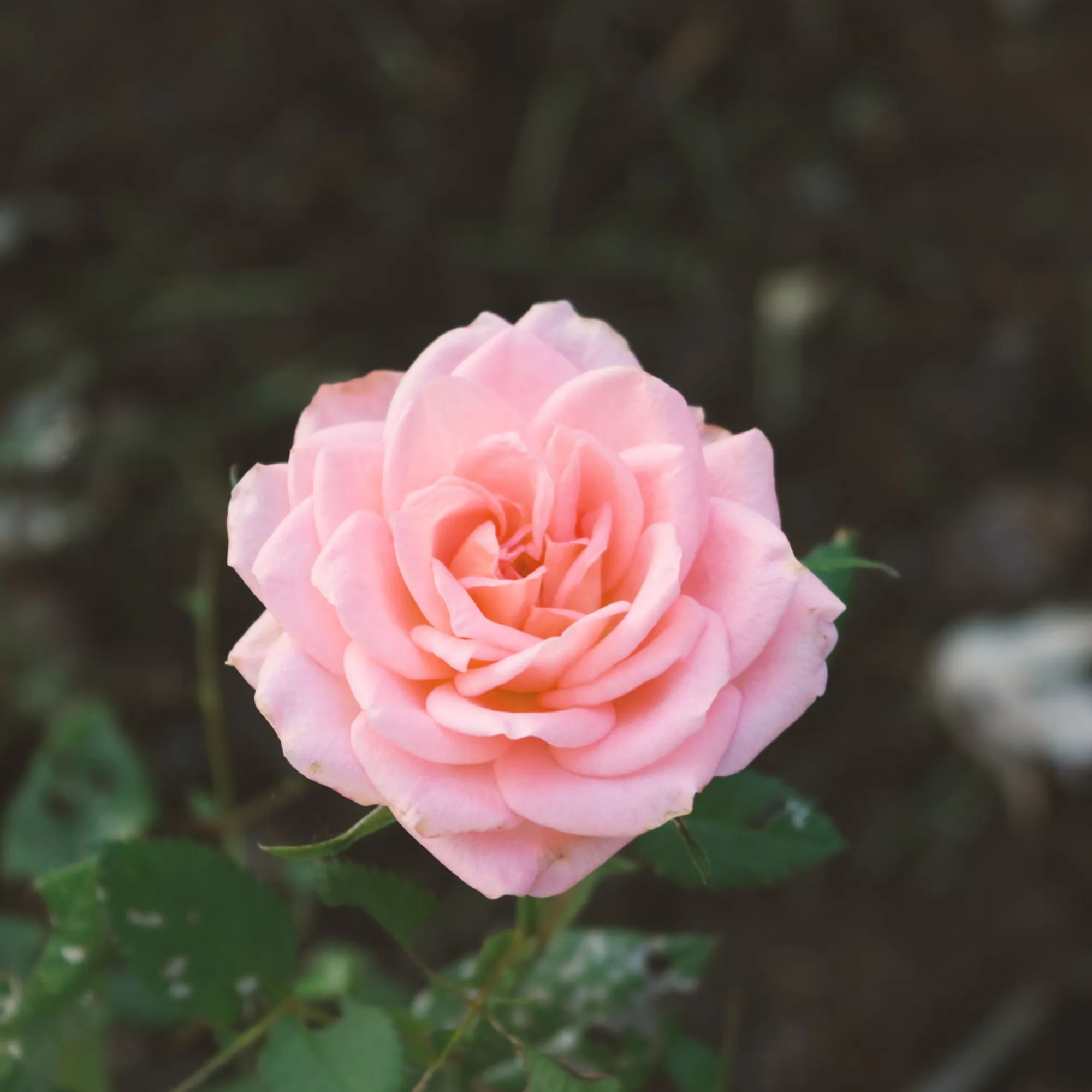 Mini Rose Flower Seeds For Small Garden Spaces