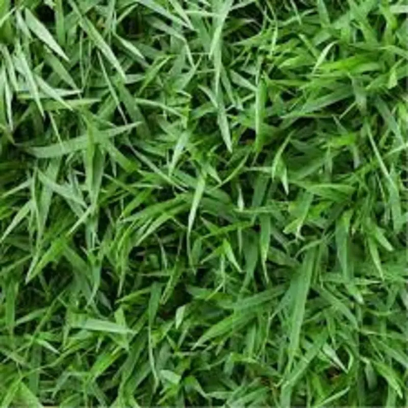 Lush green Yards Grass Seeds For Home Gardens