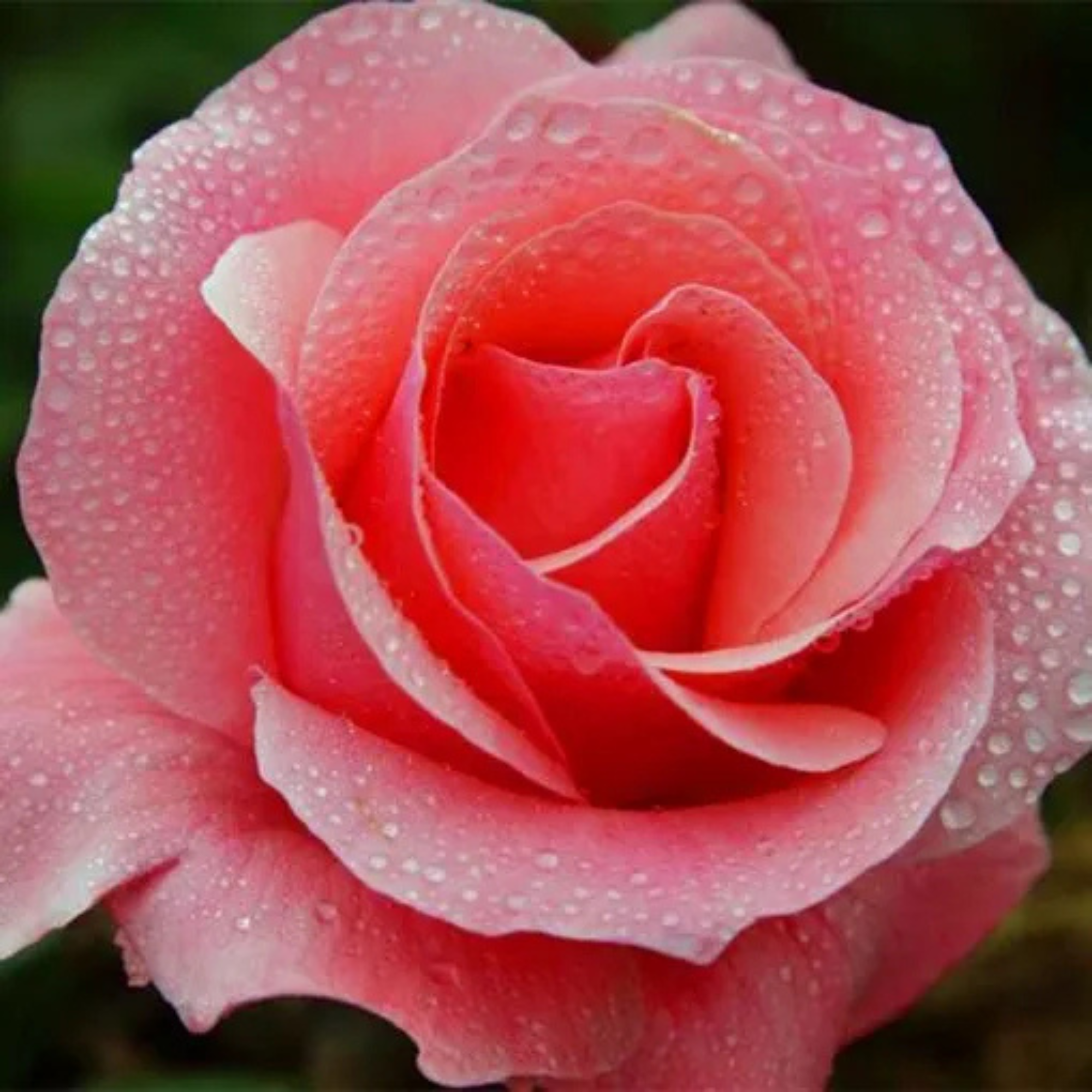 Mini Rose Flower Seeds For Small Garden Spaces