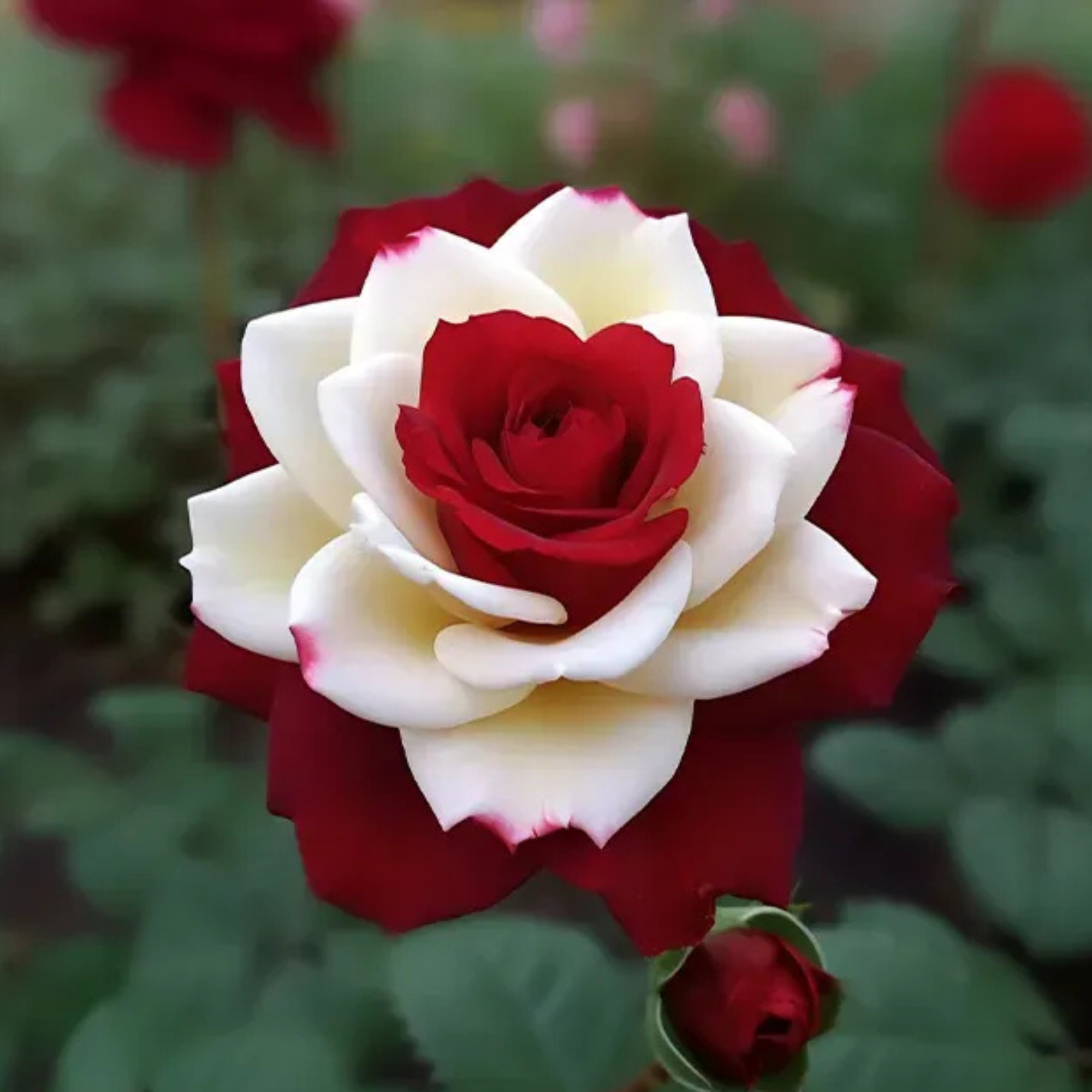 Mini Rose Flower Seeds For Small Garden Spaces