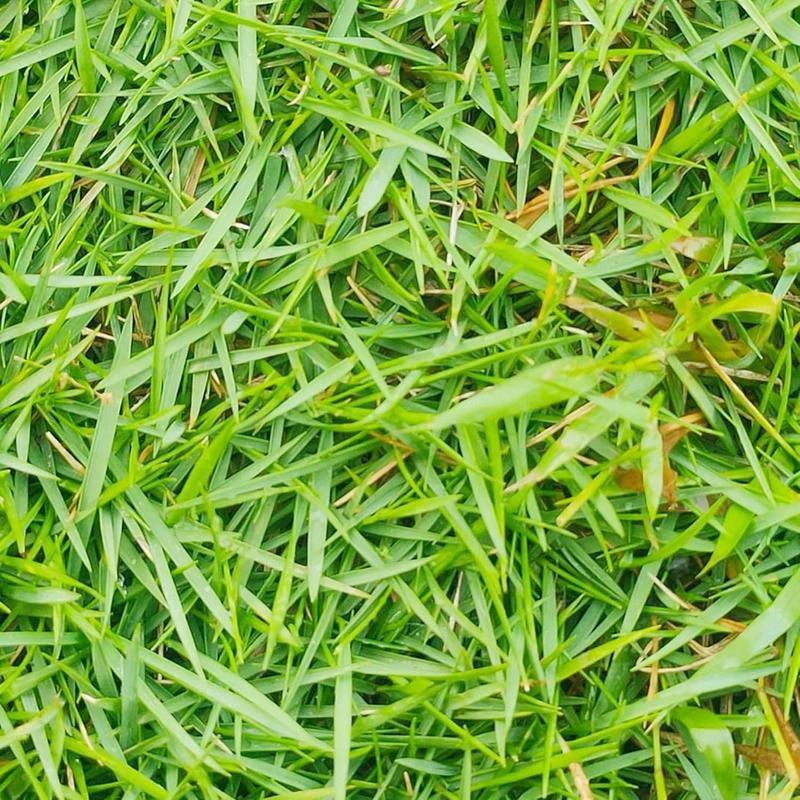 Lush green Yards Grass Seeds For Home Gardens