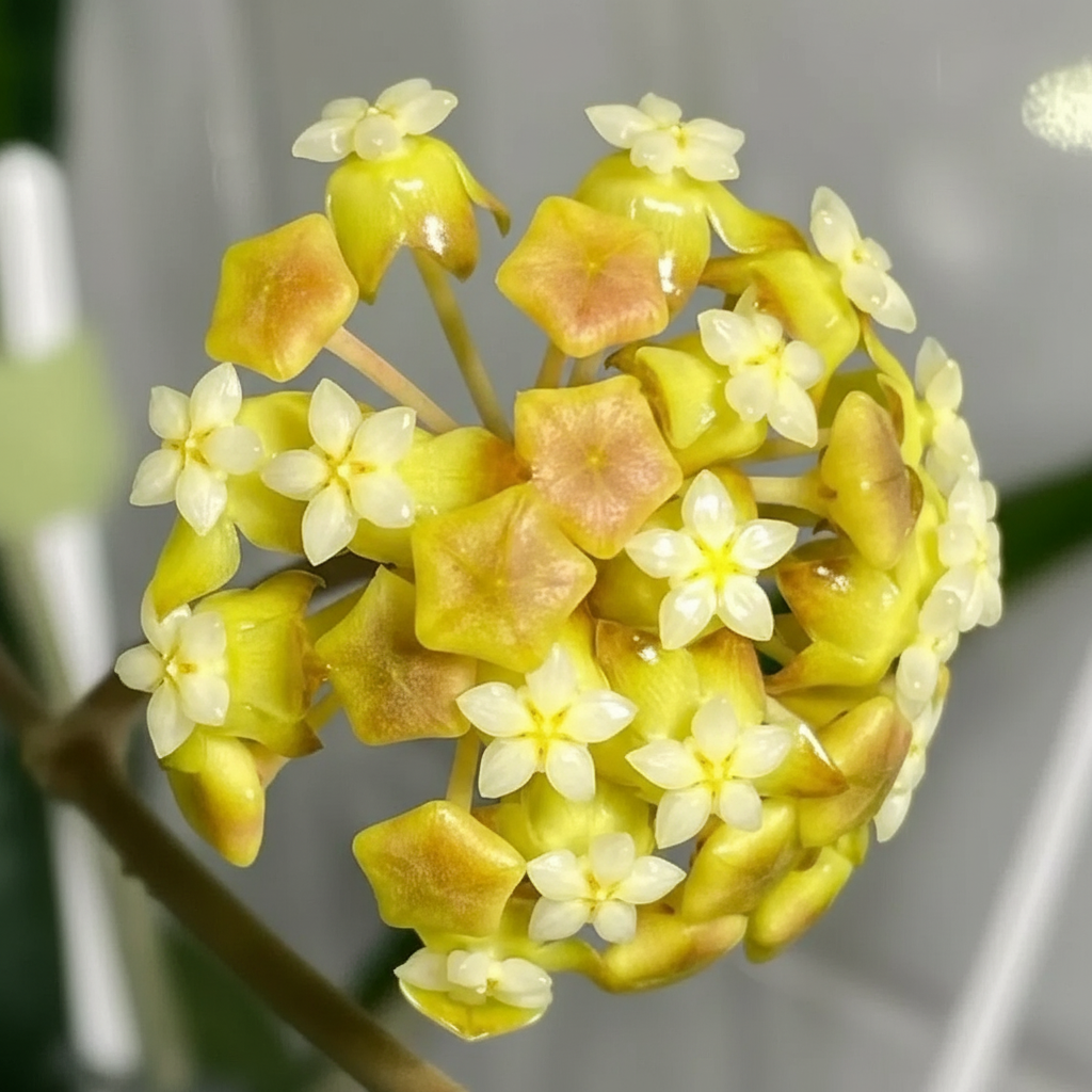 Ball Orchid Flower Seeds for Home Garden Planting