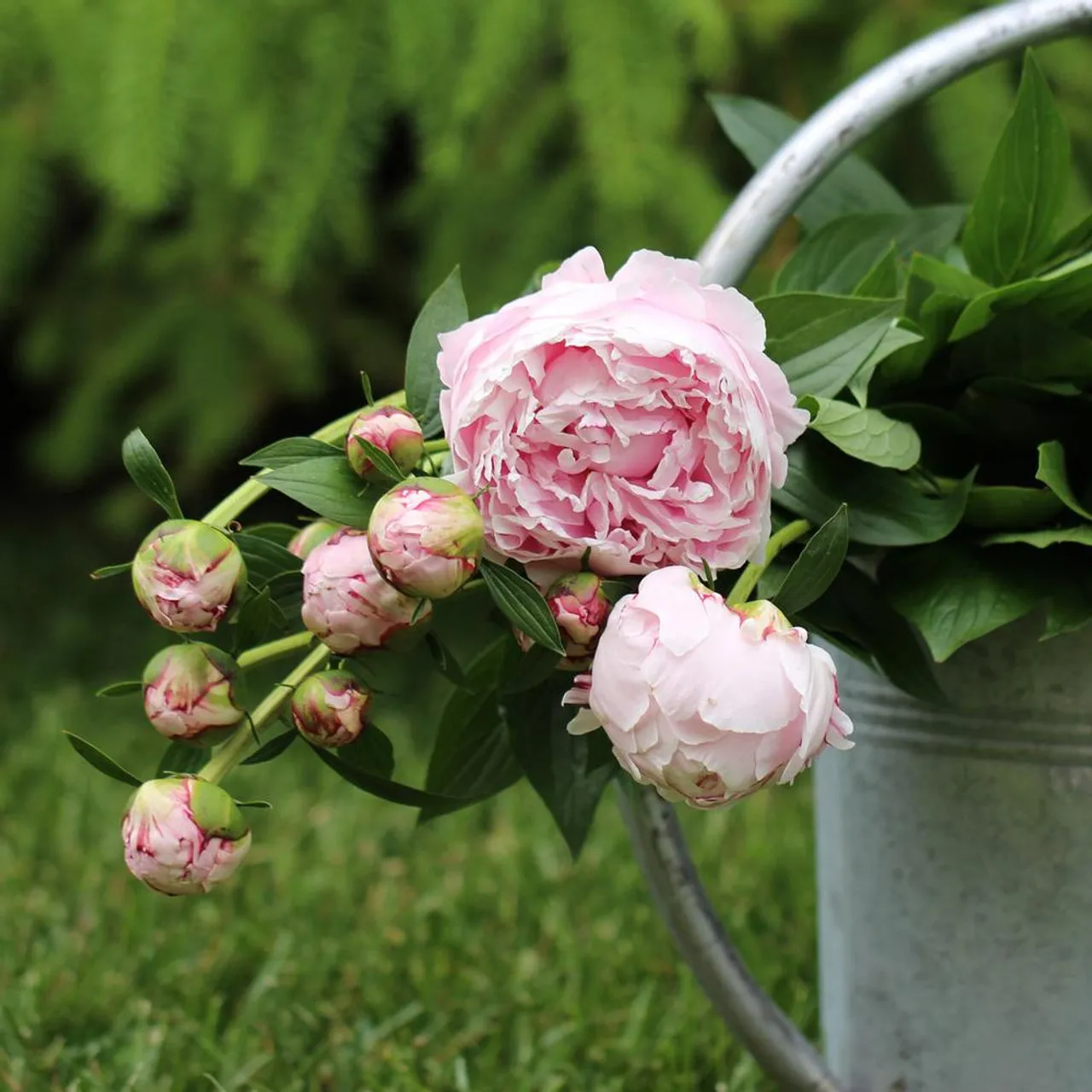 Peony Flower Seeds For Planting Garden Flowers