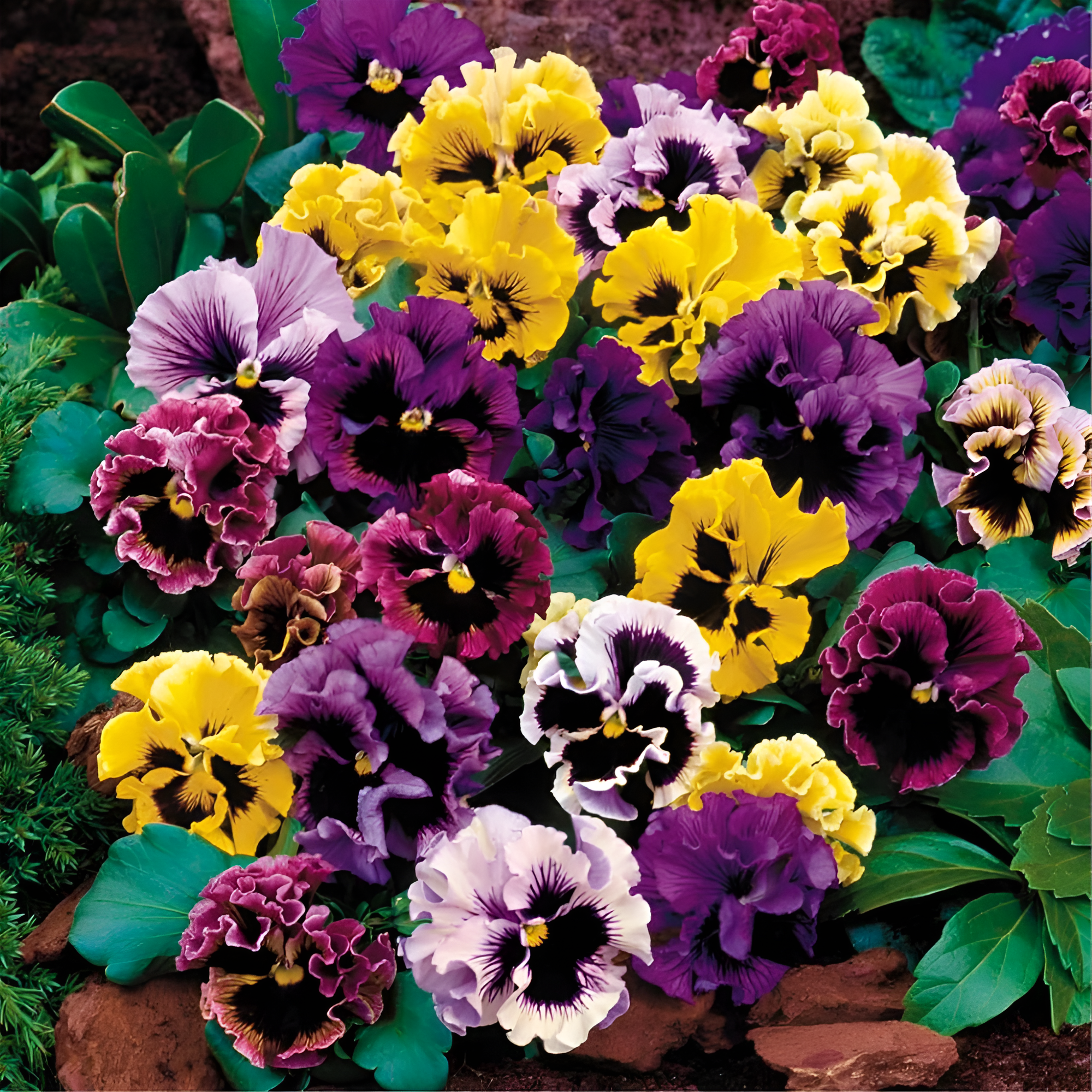 Flower Seeds 50+ Pcs Plants