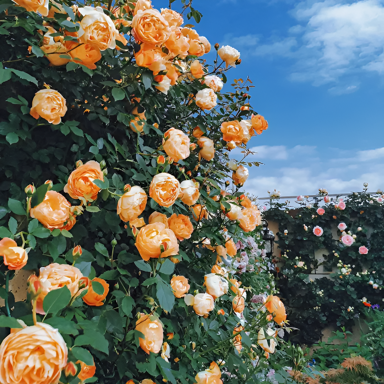 Climbing Rose Flower Seeds For Trellis Fence And Garden Planting