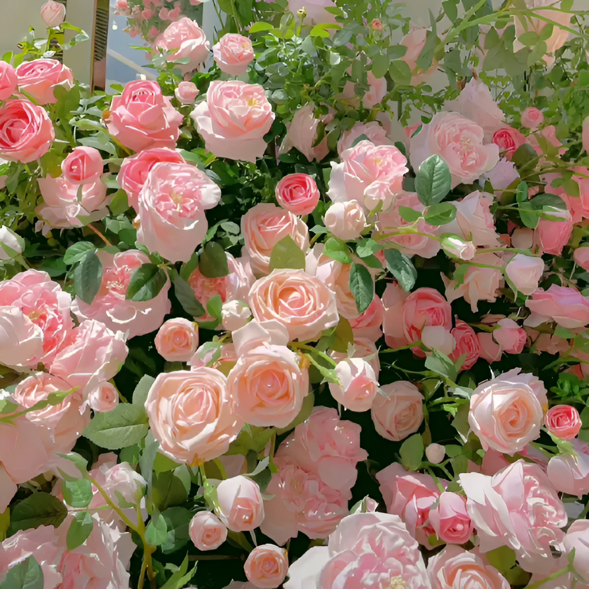 Climbing Rose Flower Seeds For Trellis Fence And Garden Planting