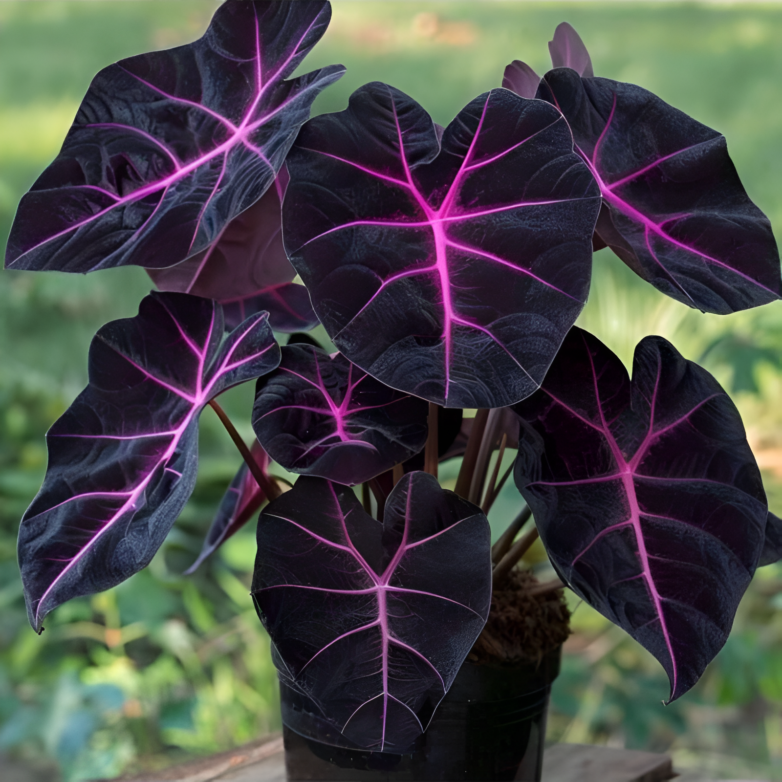 100 Pieces Coleus Annual Heat Drought Tolerant Flower Seeds For Planting Pots