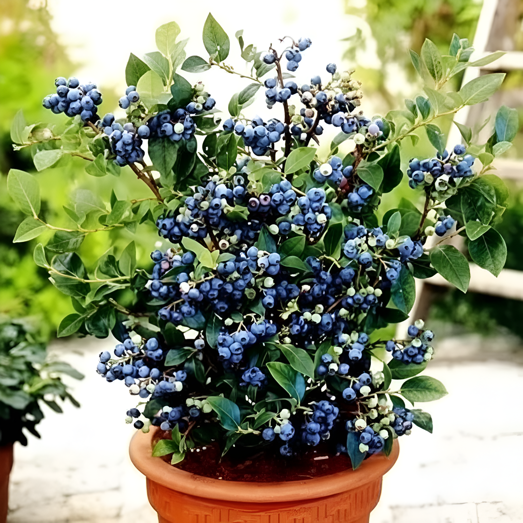 200 Piece Of Giant Blueberry Fruit Seeds