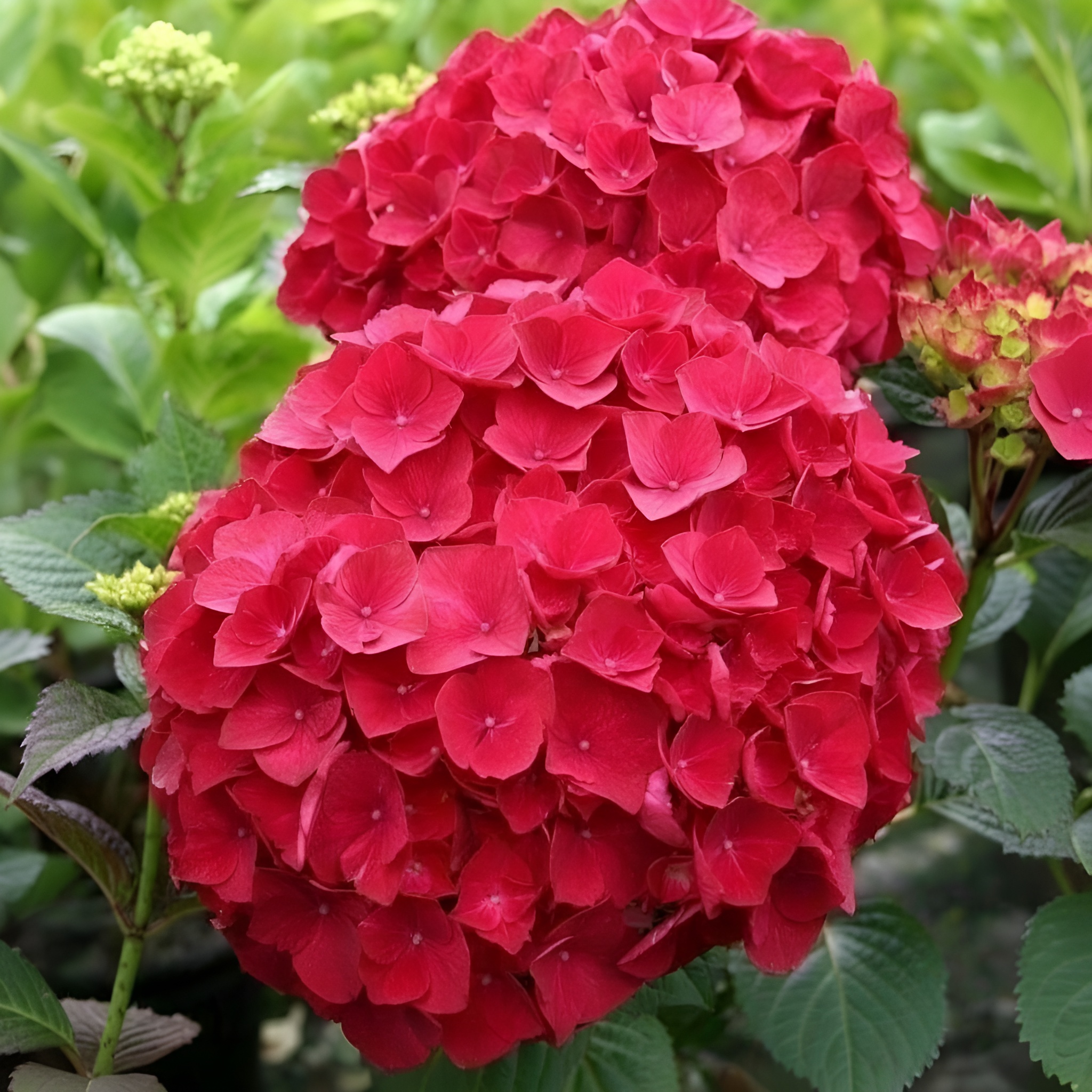 30 Pieces Red Hydrangea Large Blooming Flower Plant Seeds For Garden Decoration