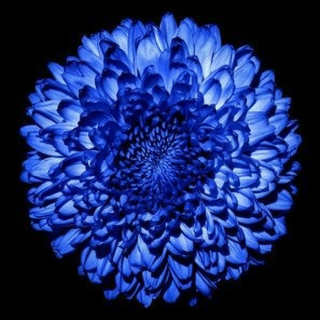 Blue Fireball Dahlia Seeds