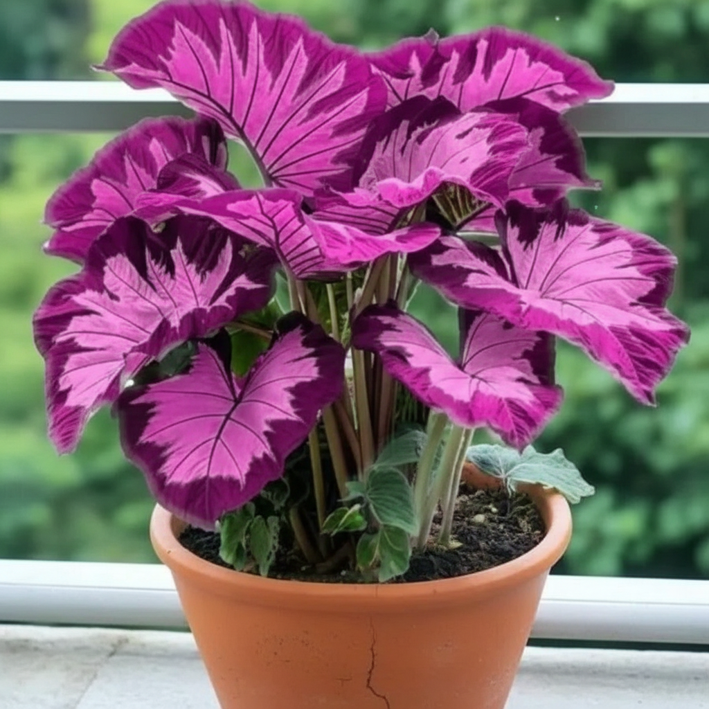 100 Pieces Of Purple Elephant Ear Plant For Indoor And Outdoor Decor