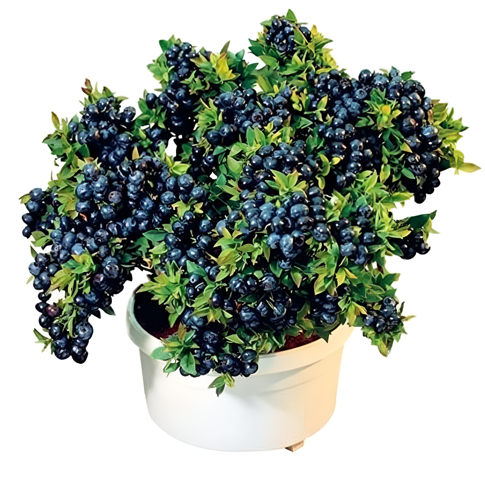 200 Piece Of Giant Blueberry Fruit Seeds