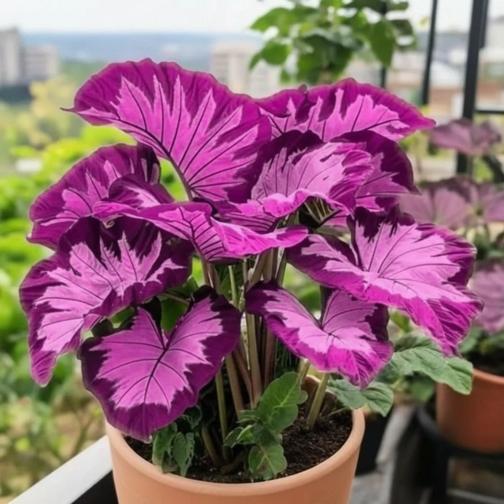 100 Pieces Of Purple Elephant Ear Plant For Indoor And Outdoor Decor