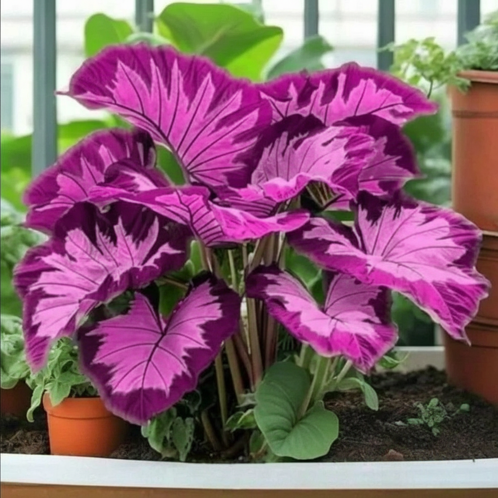 100 Pieces Of Purple Elephant Ear Plant For Indoor And Outdoor Decor