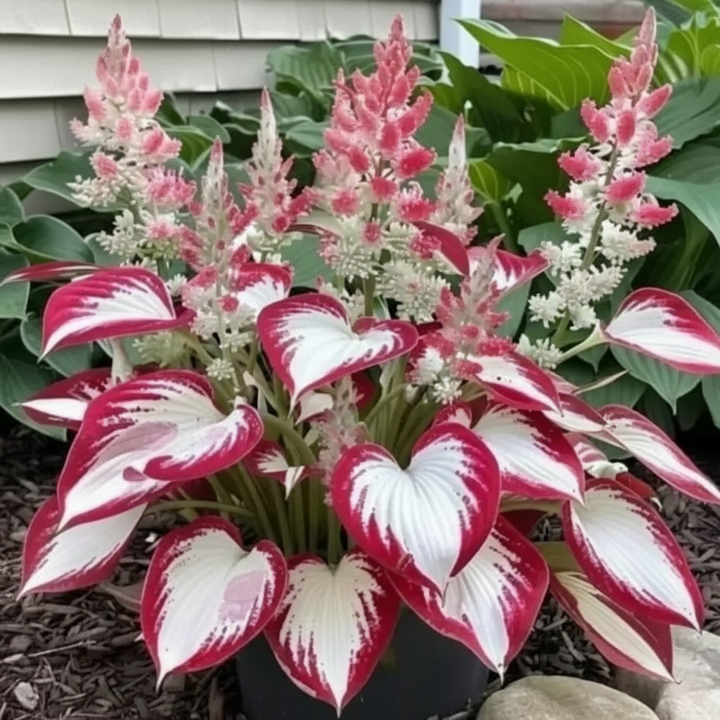 100 Pieces Of Variegated Hosta Plants For Garden