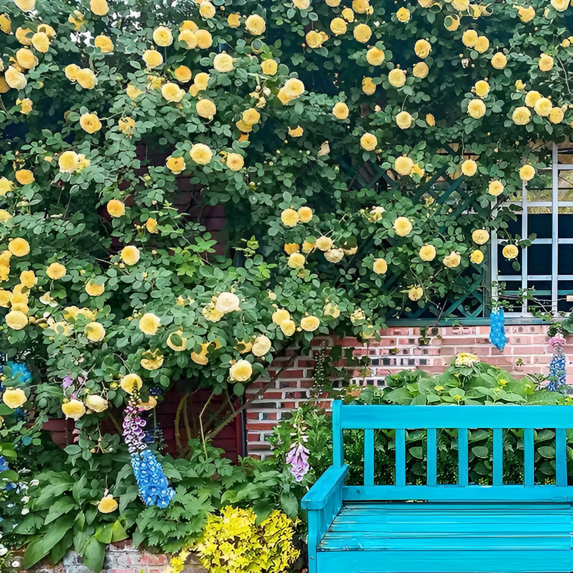 Climbing Rose Flower Seeds For Trellis Fence And Garden Planting