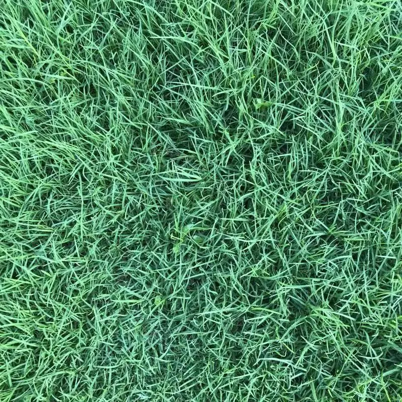 Lush green Yards Grass Seeds For Home Gardens