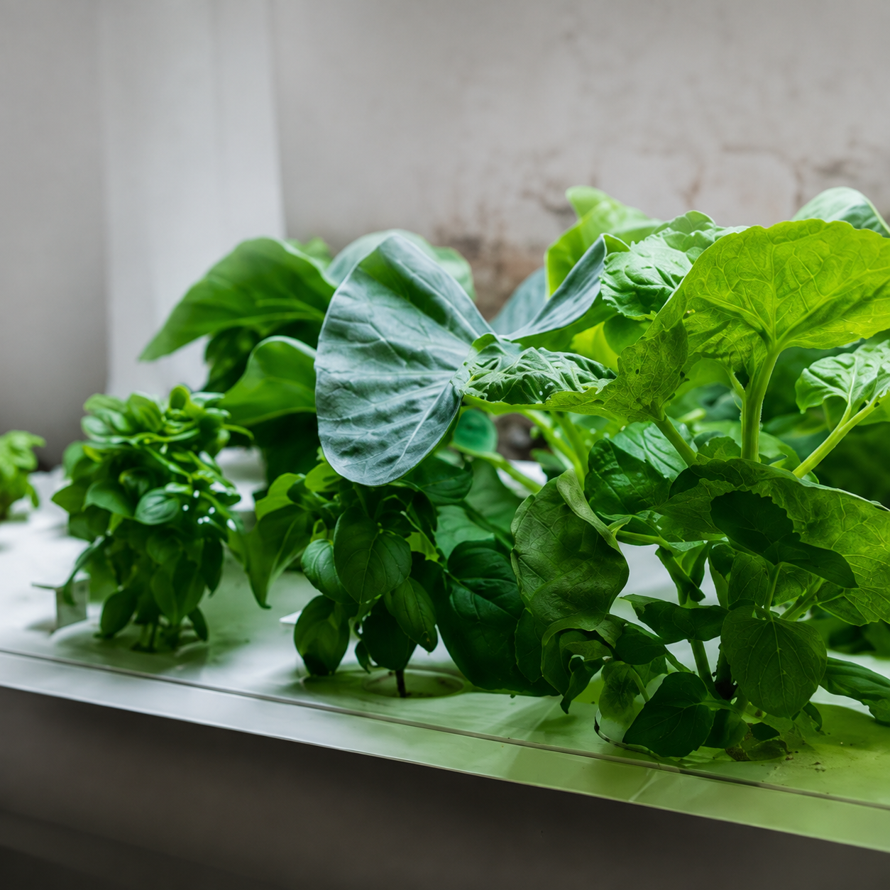 Indoor Outdoor Heirloom Herb Variety Seeds Pack