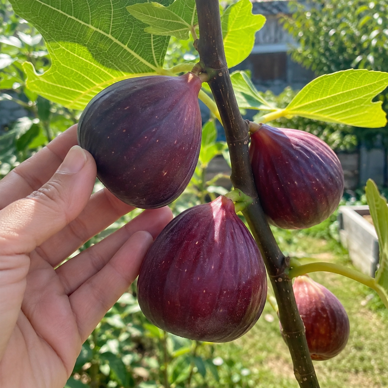 260 Pieces Delicious Fig Seeds For Home Garden  