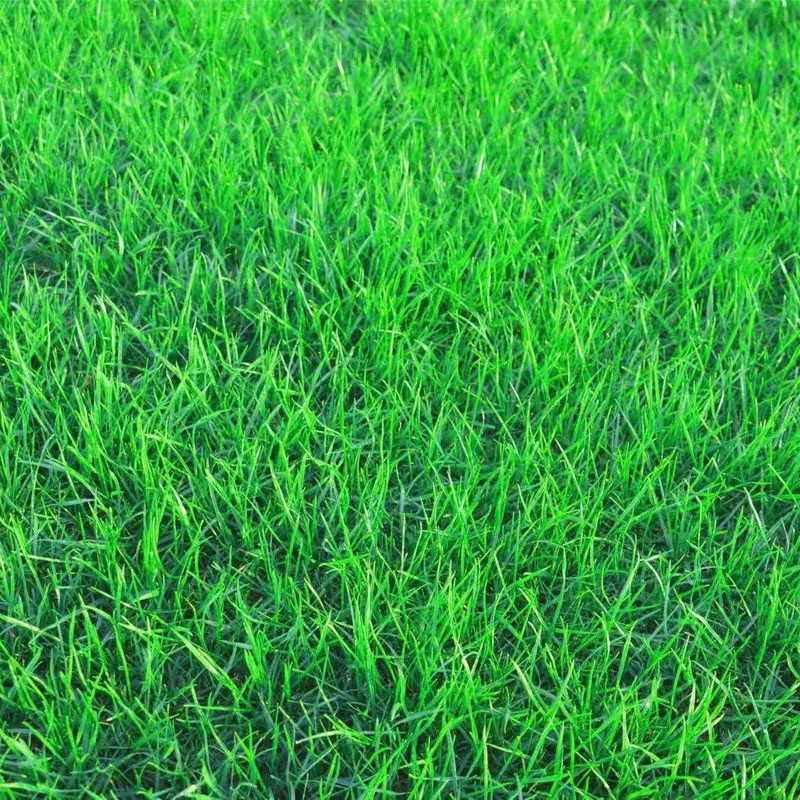 Lush green Yards Grass Seeds For Home Gardens