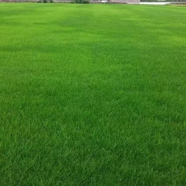 Lush green Yards Grass Seeds For Home Gardens