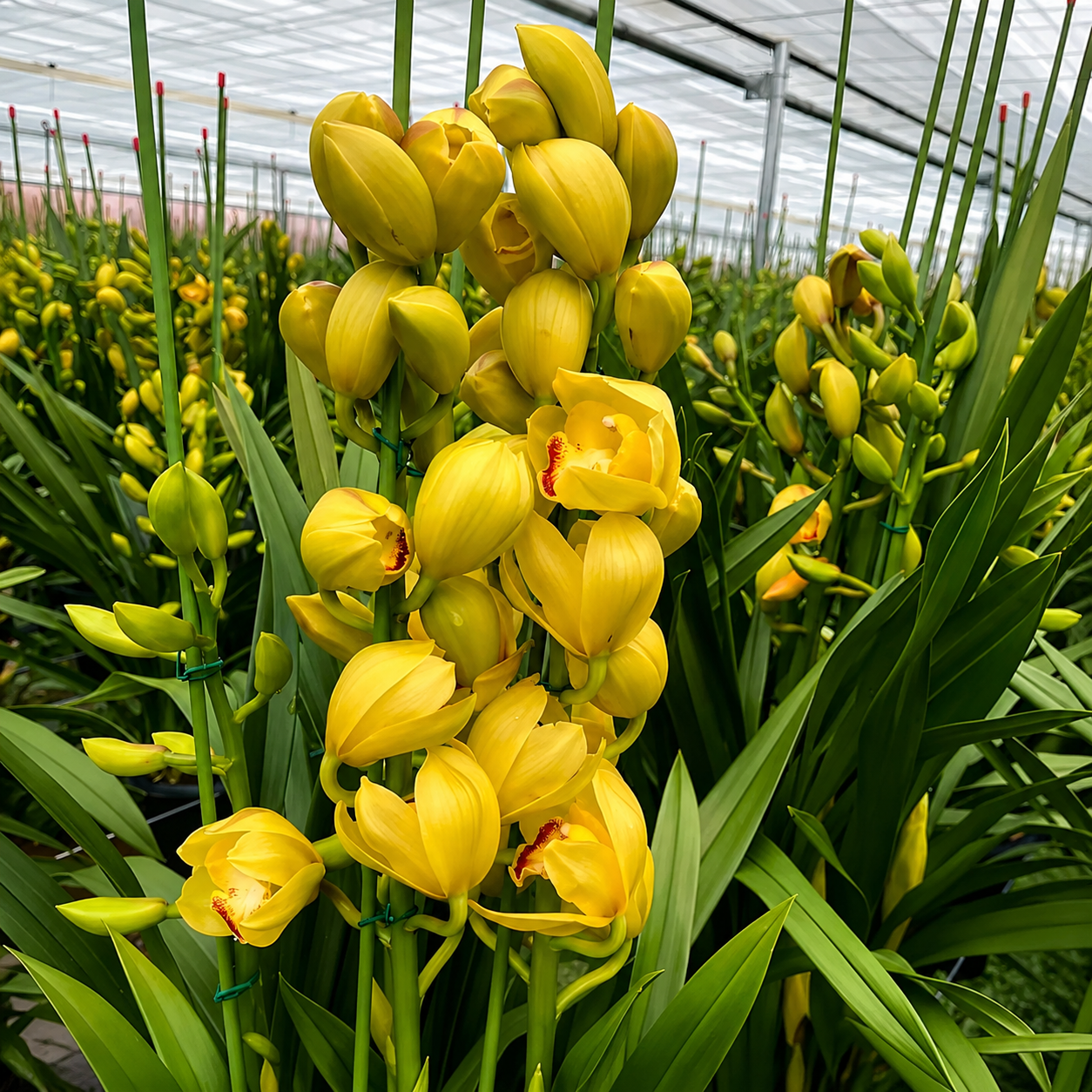 500 Pieces Cymbidium Orchid Flower Seeds for Pots and Gardens