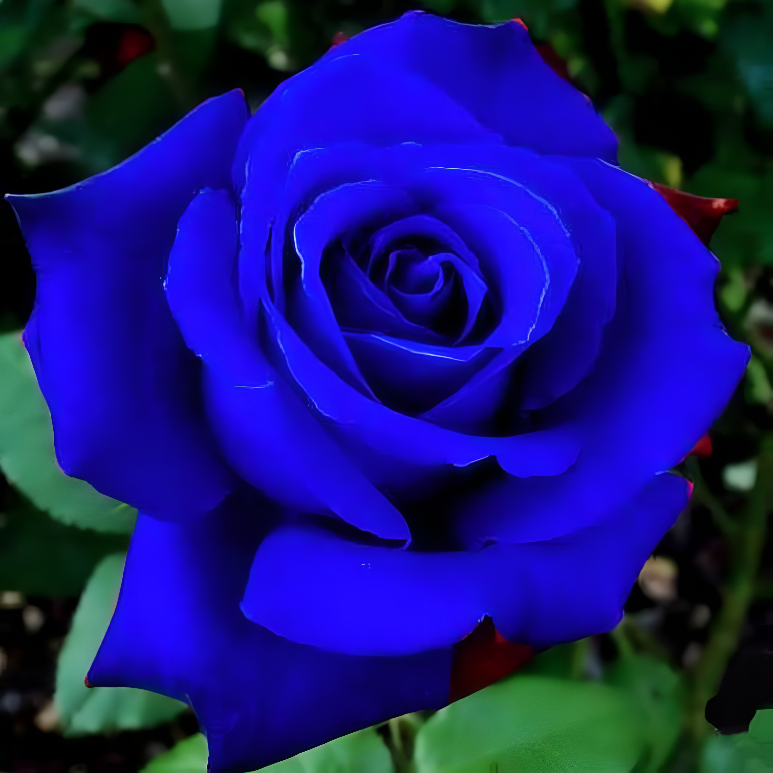 120+ Exotic Rose Seeds for Planting Hybrid Rare Rose