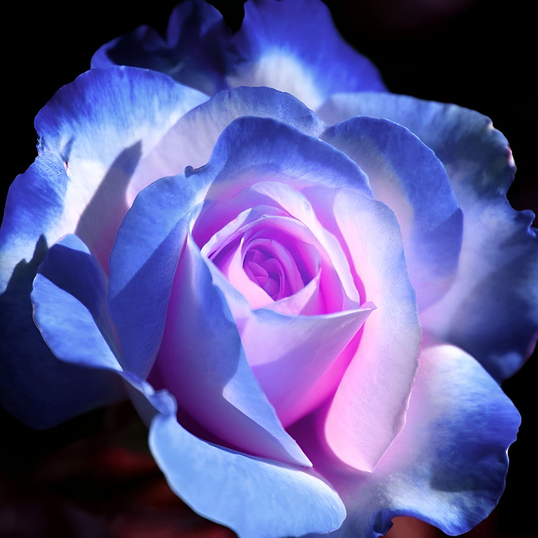 Rose seeds for garden planting, hybrid blue and pink variety, more than 110 seeds, perennial shrub