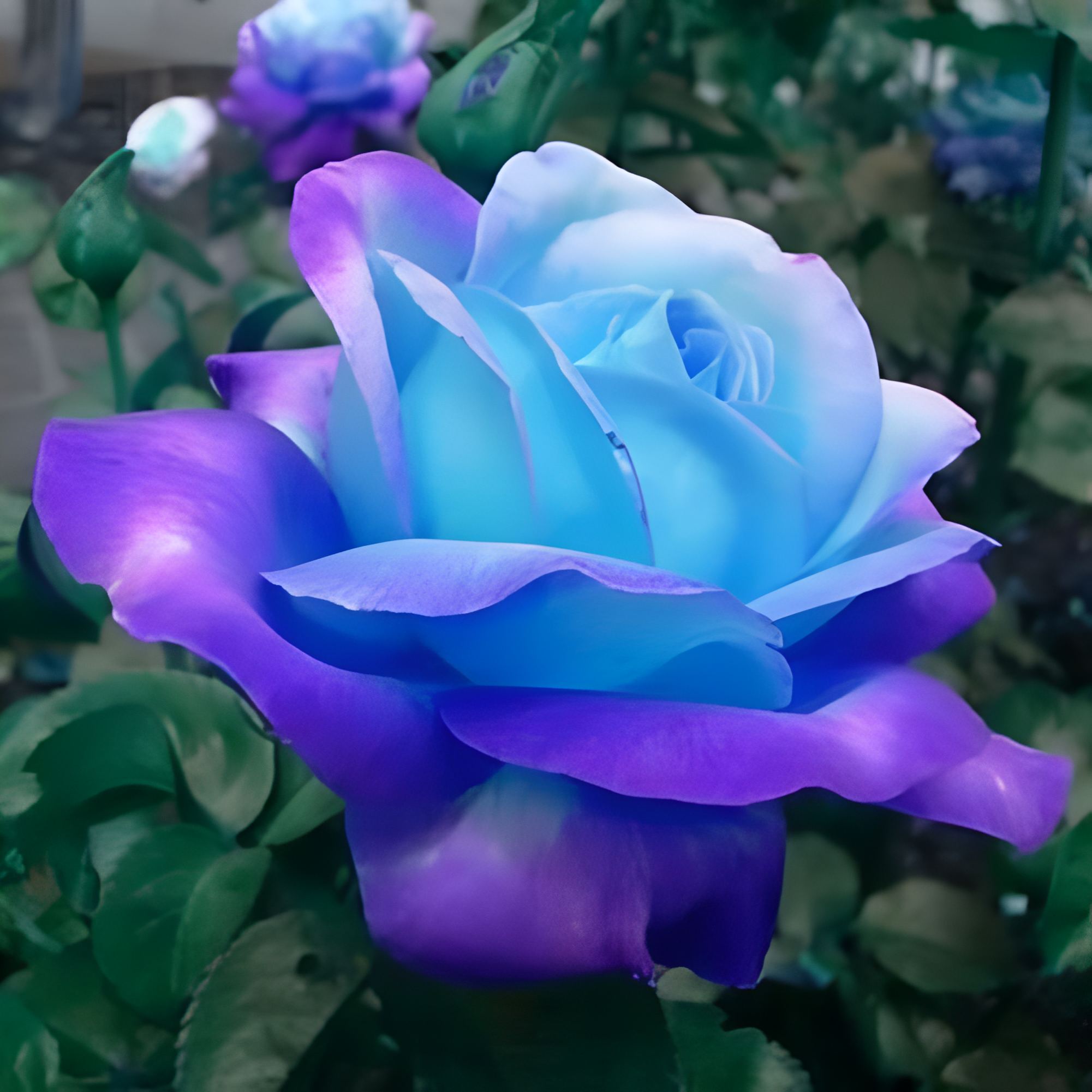 Rose seeds for garden planting, hybrid blue and pink variety, more than 110 seeds, perennial shrub