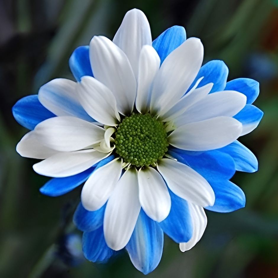 100 Pieces Of Chrysanthemum Seed For Garden
