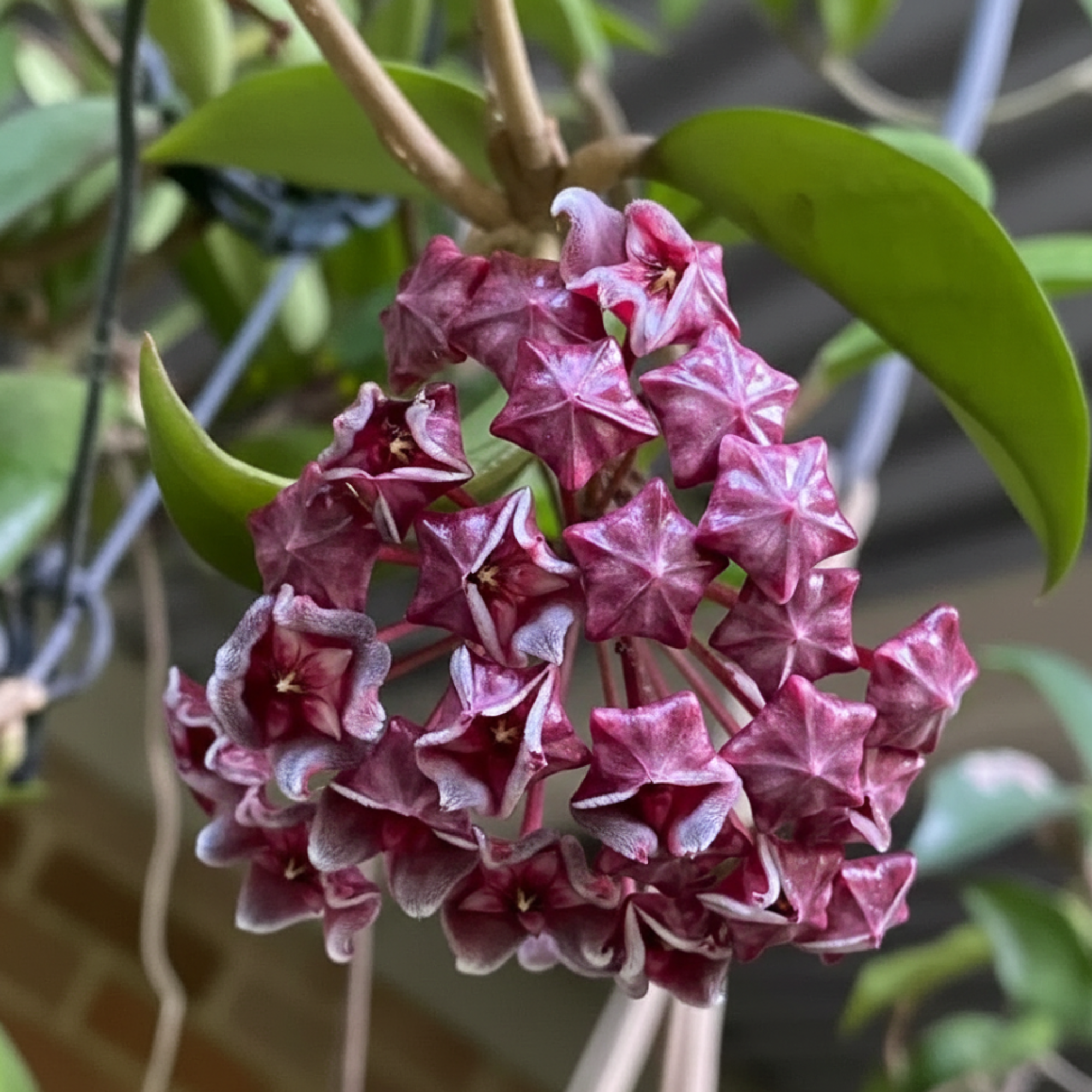 Ball Orchid Flower Seeds For Indoor And Balcony Garden Planting