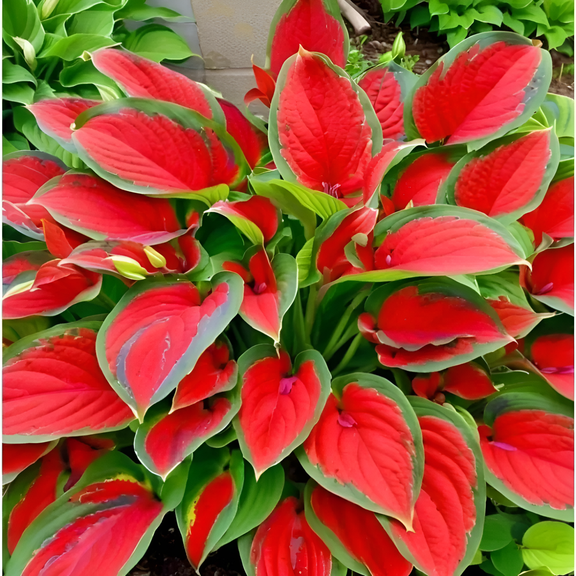 Bi-Color Shade Perennial Plant Seeds