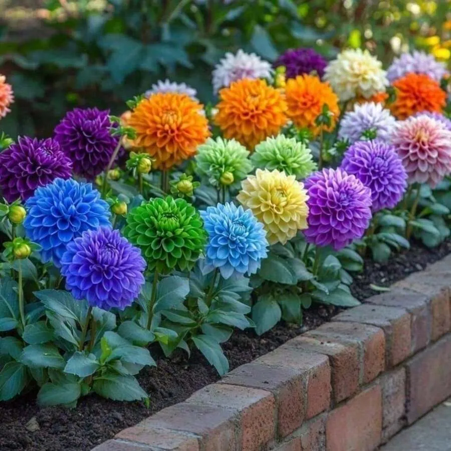 200 Pieces Bright Color Mix Dahlia Flower For Garden