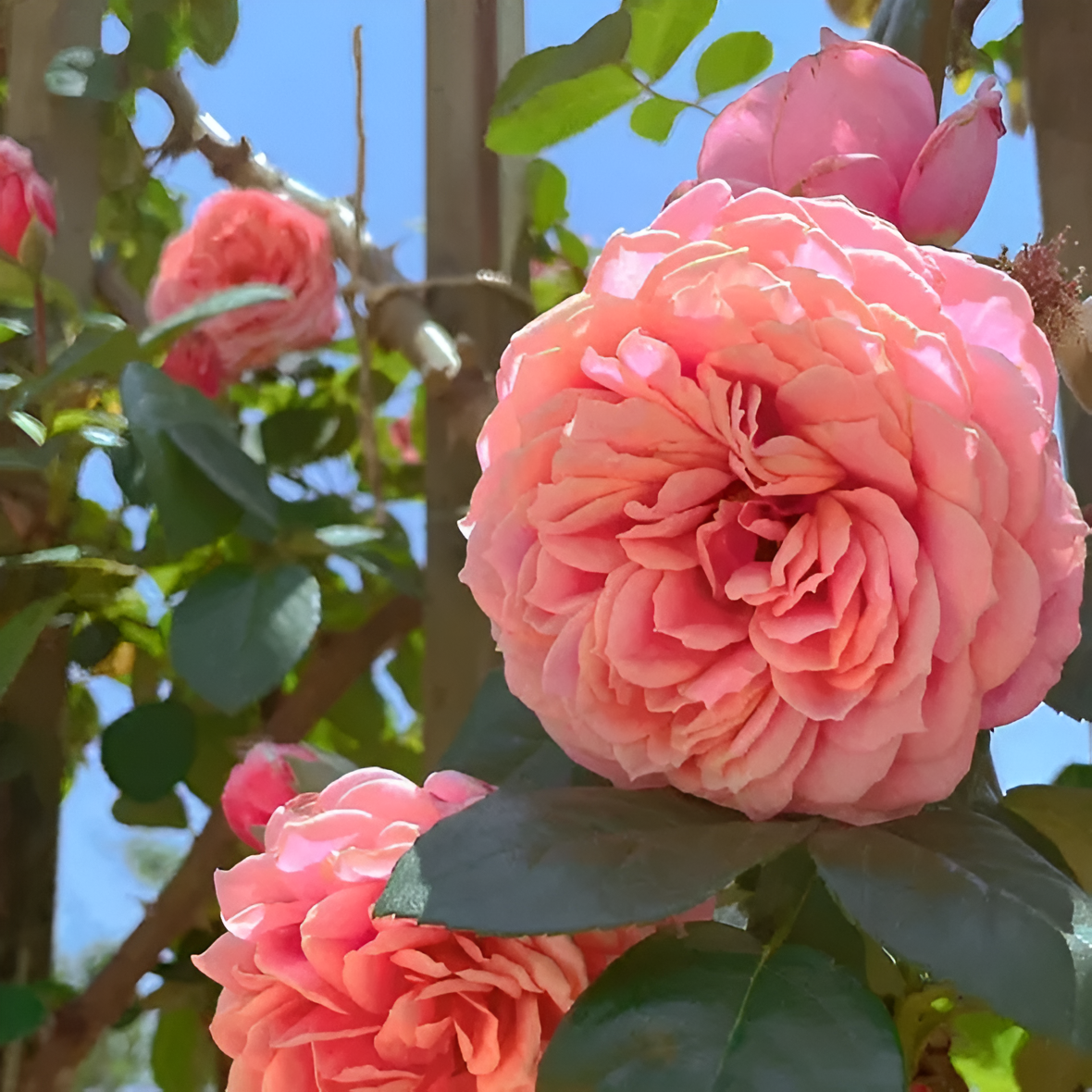Climbing Rose Flower Seeds For Trellis Fence And Garden Planting