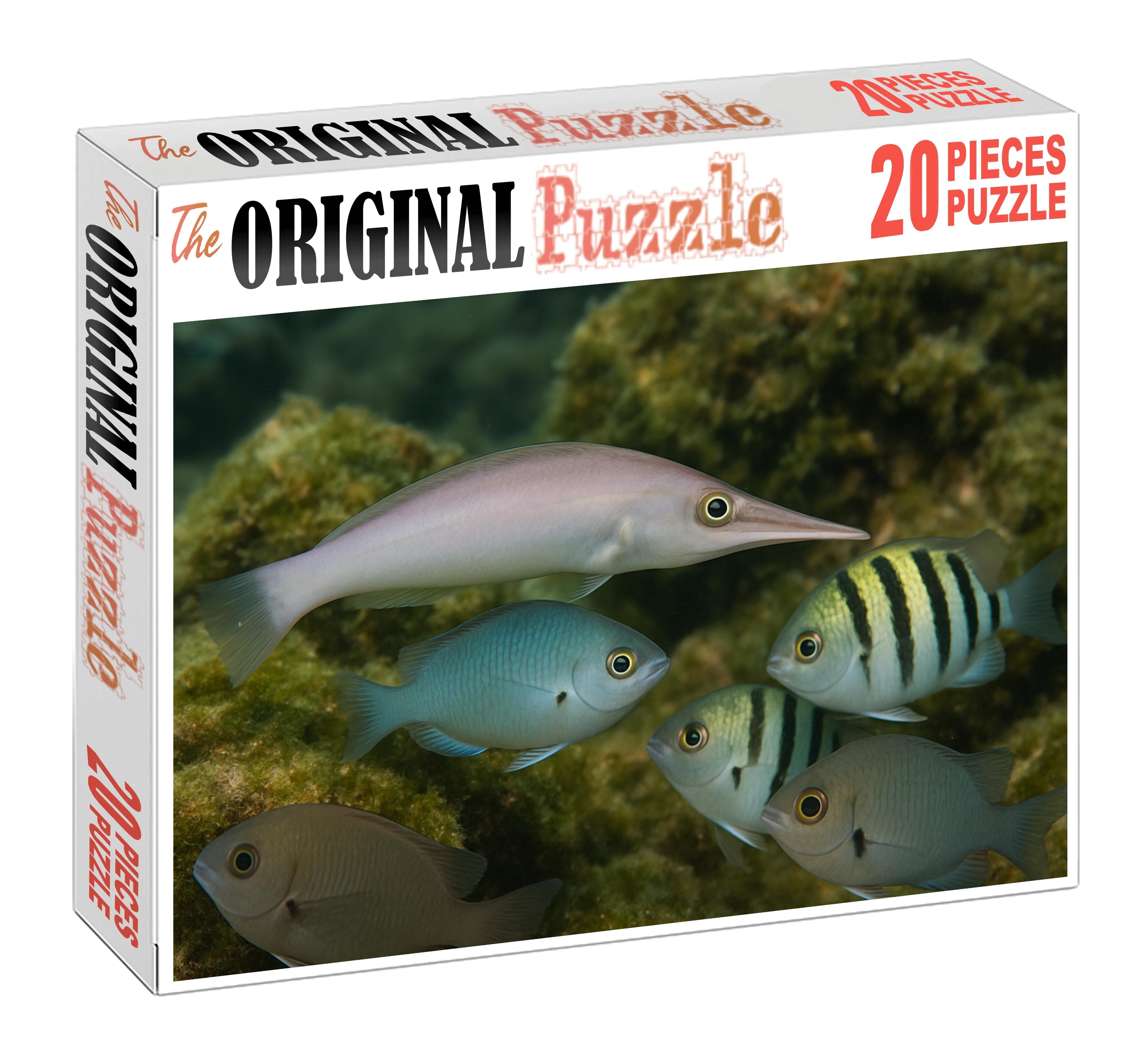 Ivory Snout Wrasse Elegant Cleaner With Tapered Profile And Striking Snout Puzzle Collection