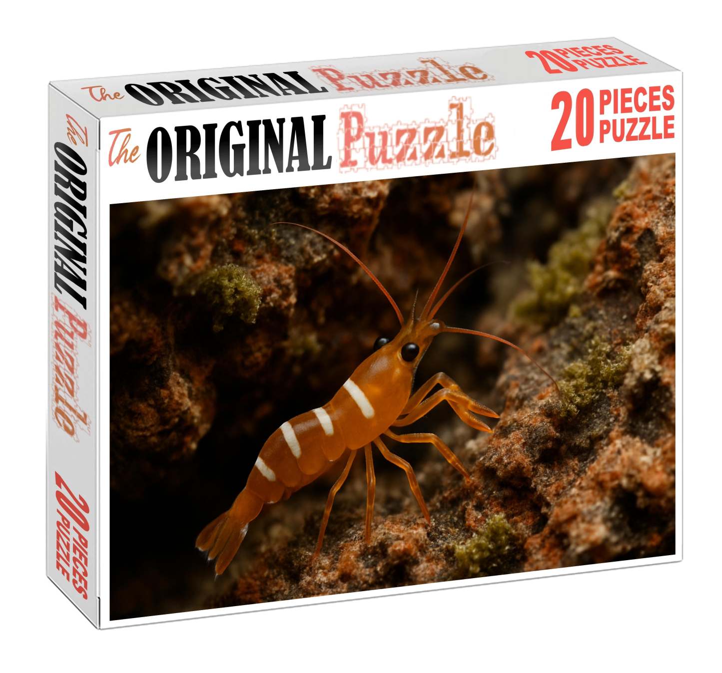 Amber Coral Shrimp Vibrant Algae Grazer With Curved Claws Puzzle Fun