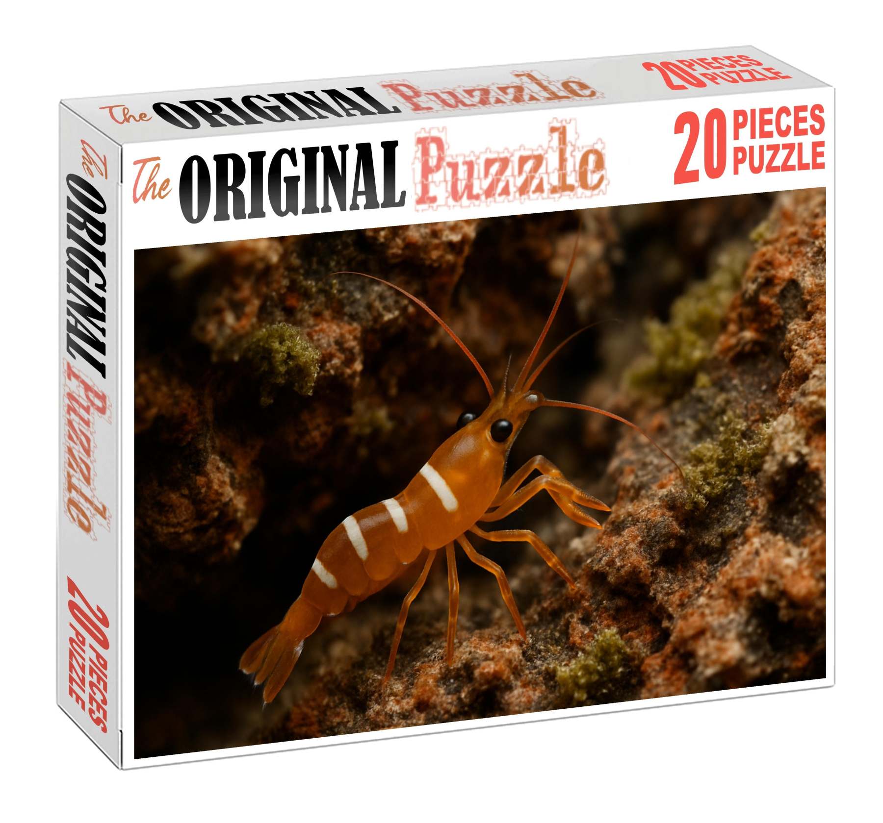 Amber Coral Shrimp Vibrant Algae Grazer With Curved Claws Puzzle Fun