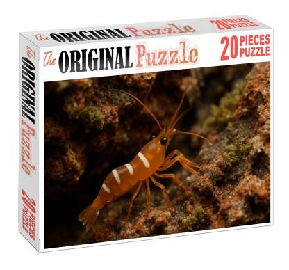 Amber Coral Shrimp Vibrant Algae Grazer With Curved Claws Puzzle Fun