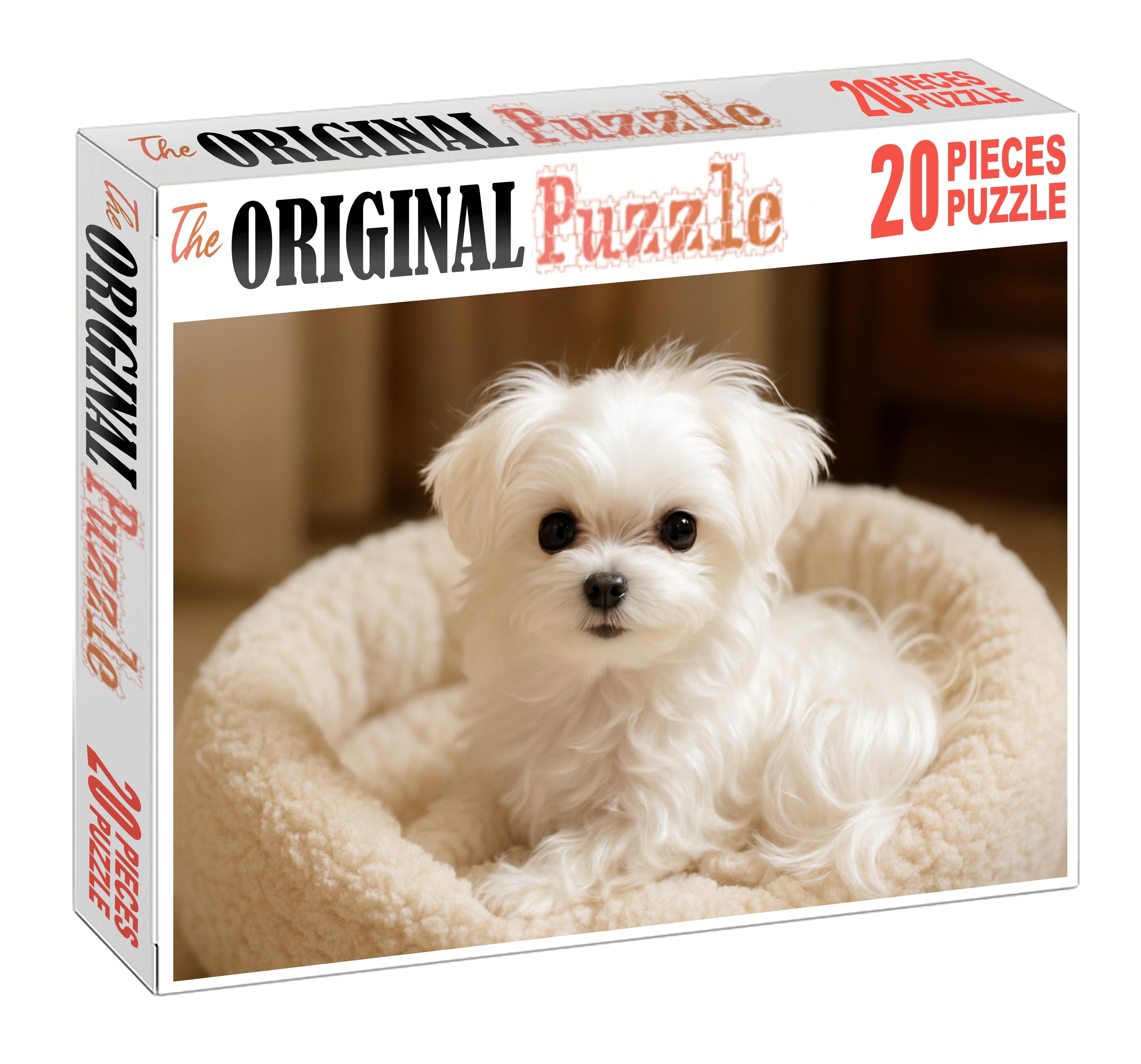 Pearl Mist Silky White Toy Breed With Playful Intelligence Puzzle For Kids