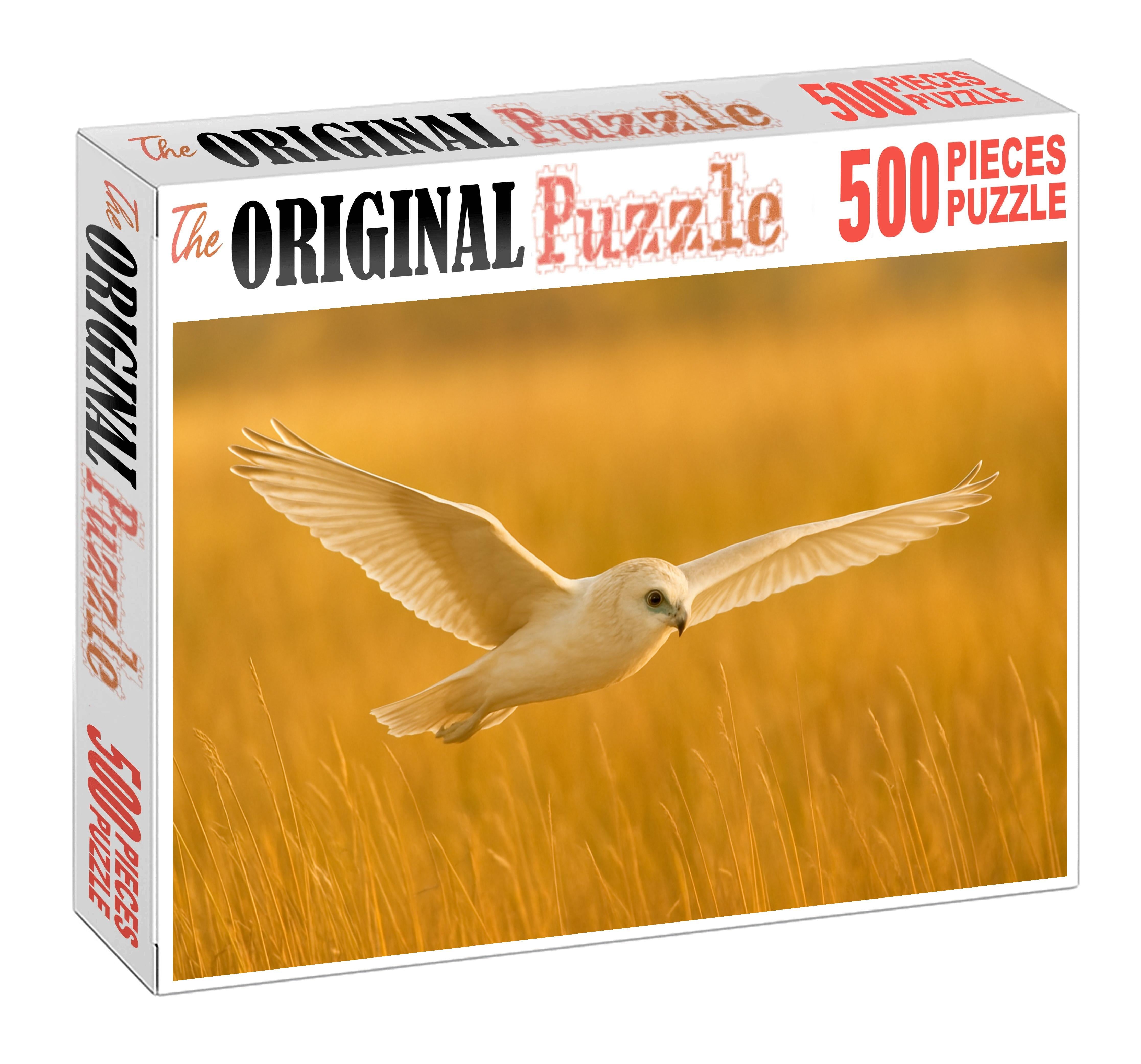 Pallid Harrier Graceful Marsh Wanderer Easy Puzzles