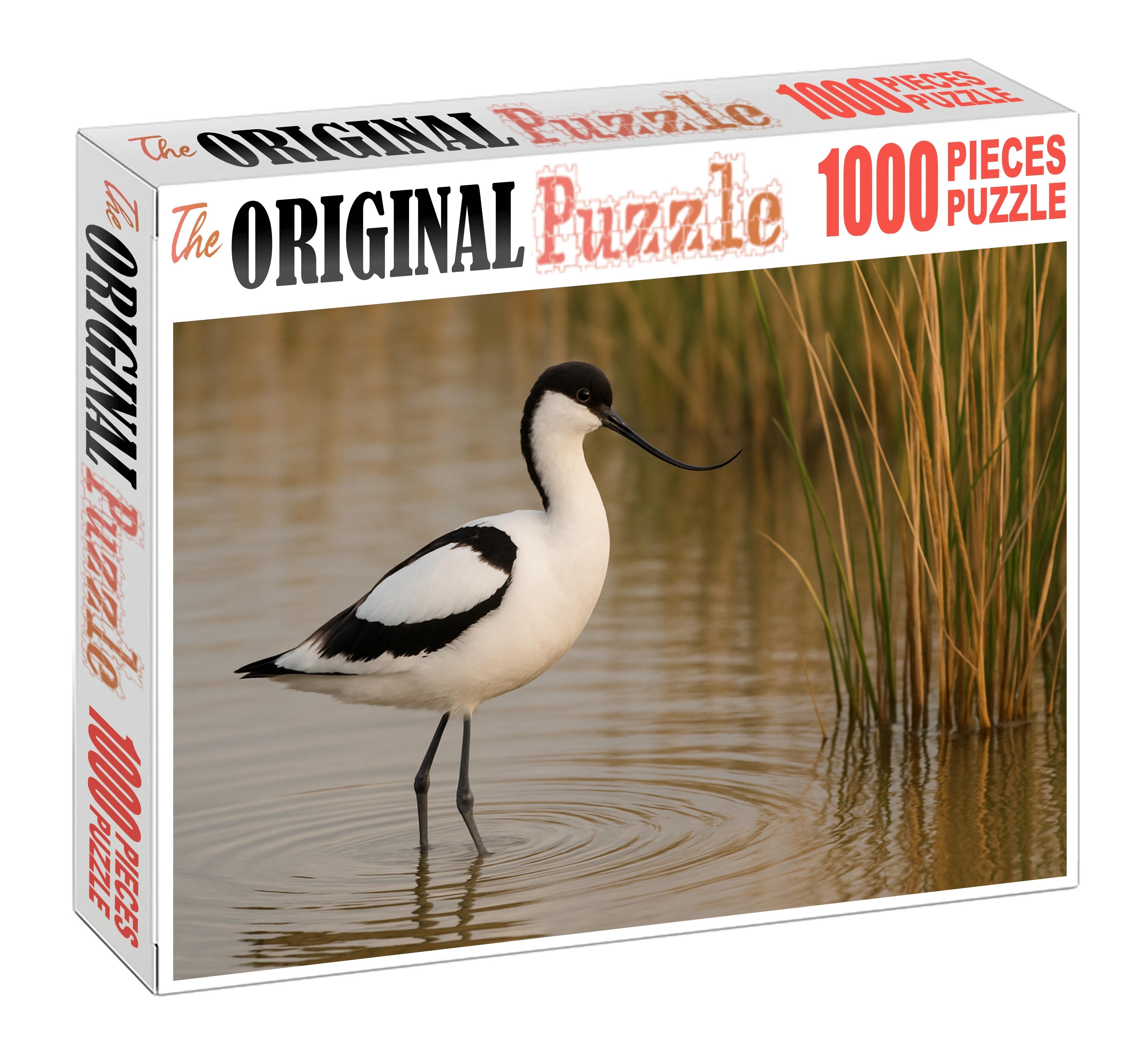 Pied Avocet Elegant Marsh Ballet Easy Puzzles