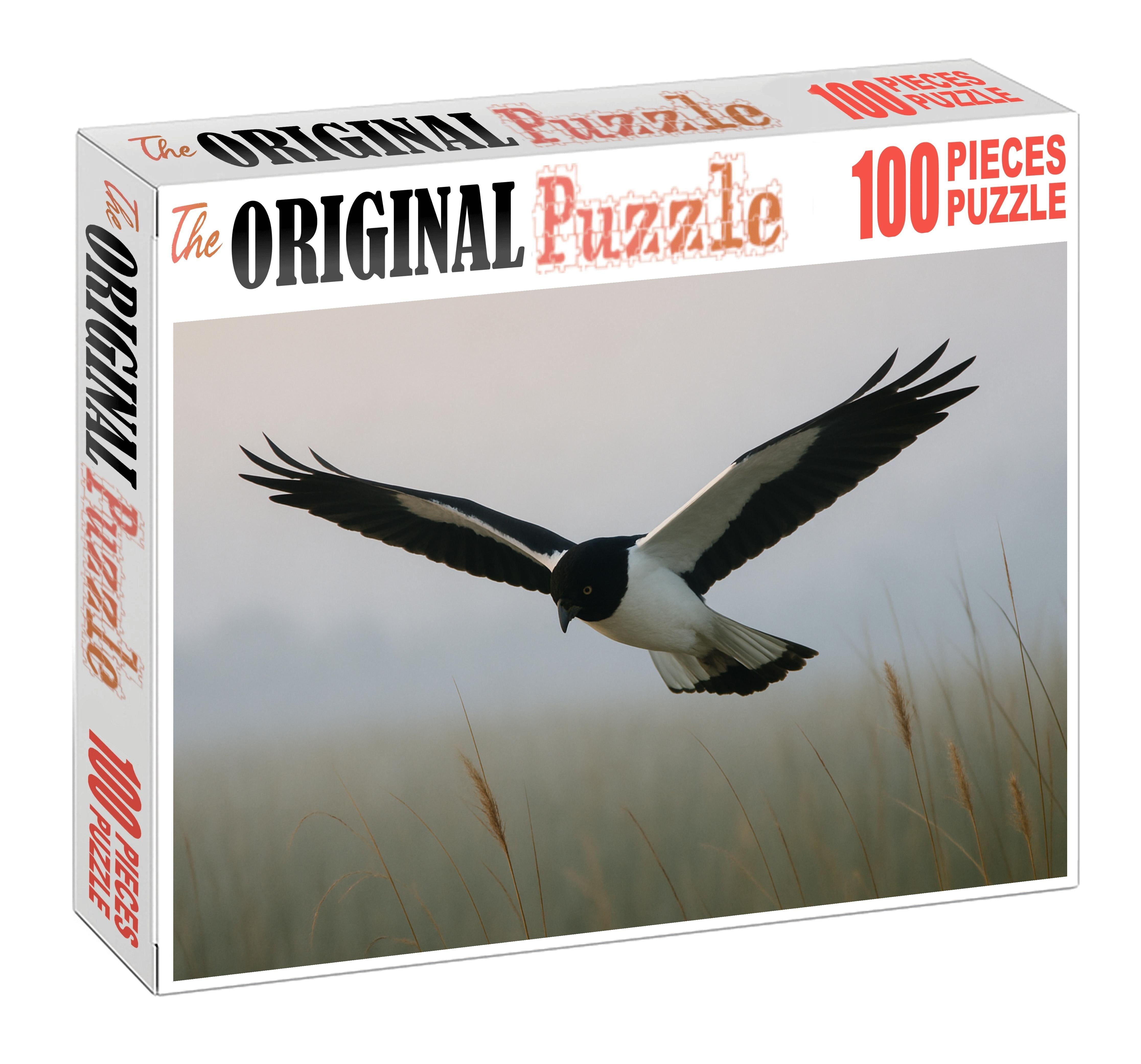 Pied Harrier Graceful Marshland Hunter Puzzle Fun