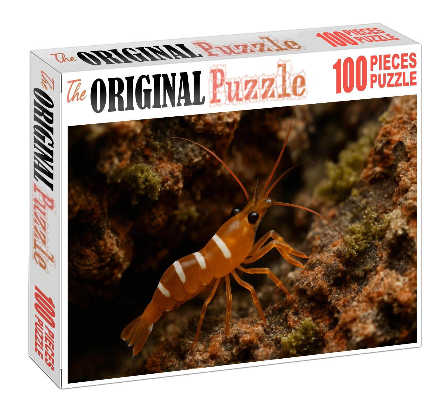 Amber Coral Shrimp Vibrant Algae Grazer With Curved Claws Puzzle Fun