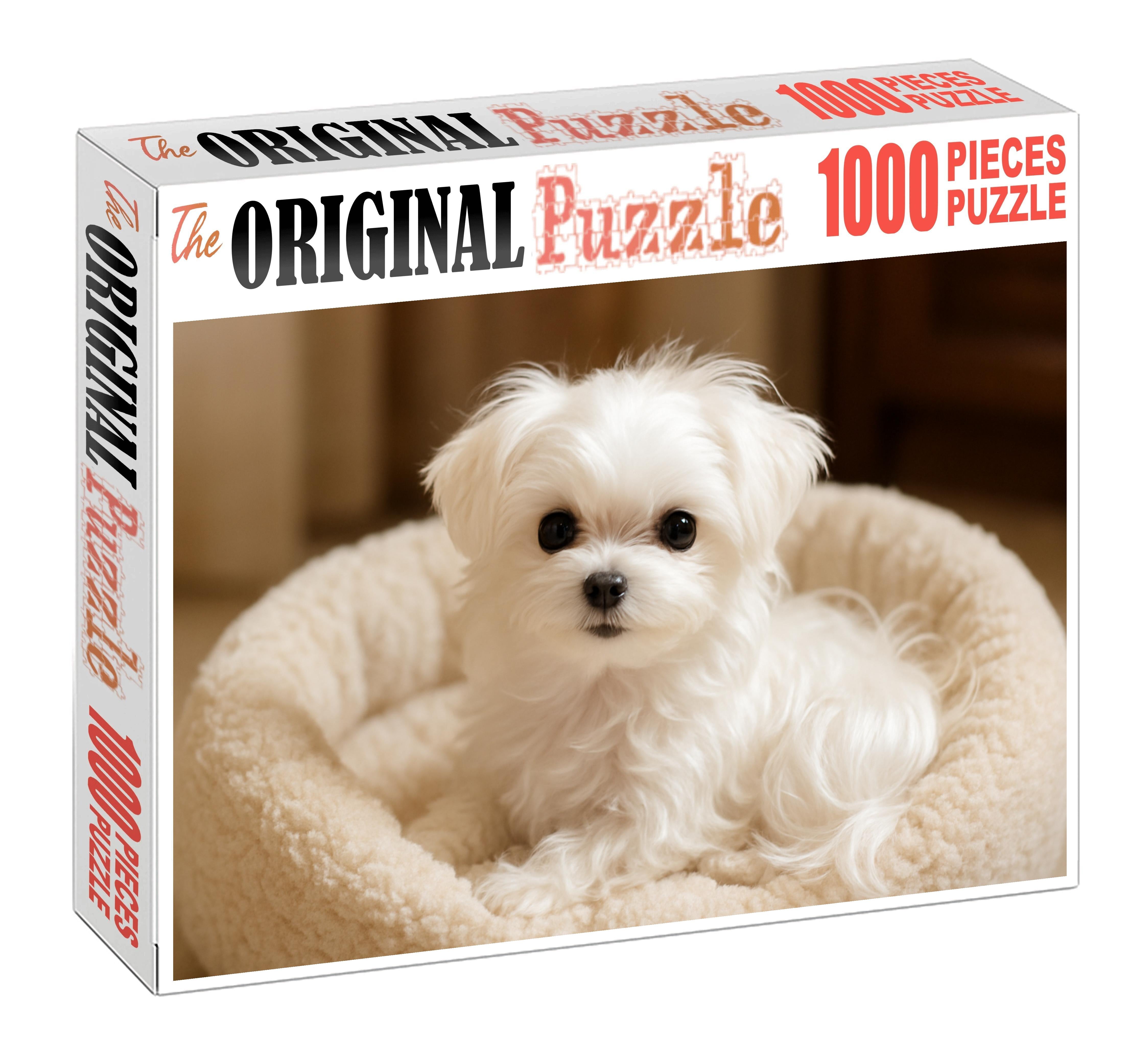 Pearl Mist Silky White Toy Breed With Playful Intelligence Puzzle For Kids