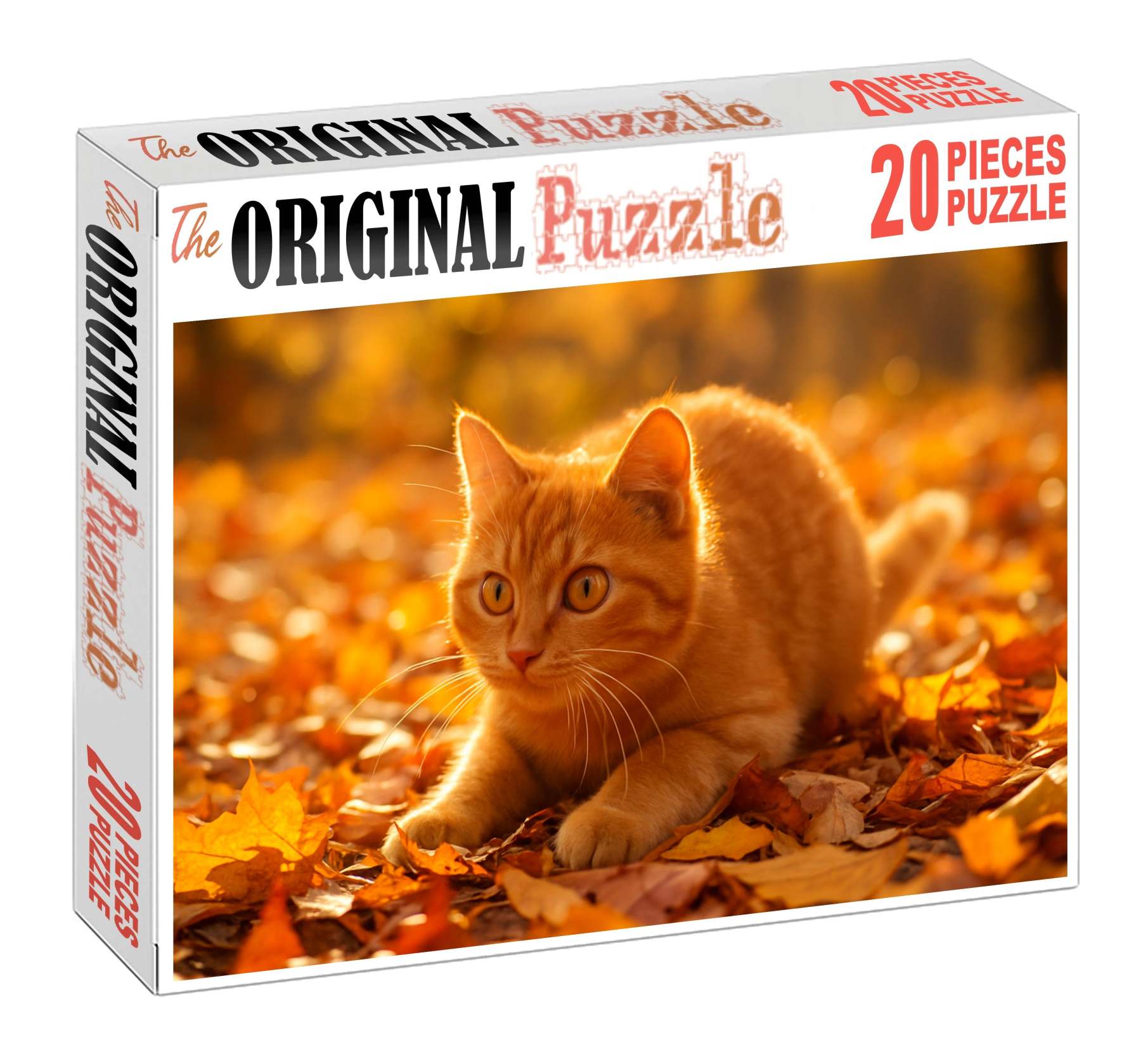 Golden Glimmer Shimmering Yellow-orange Shorthair With Playful Heart Challenging Puzzles
