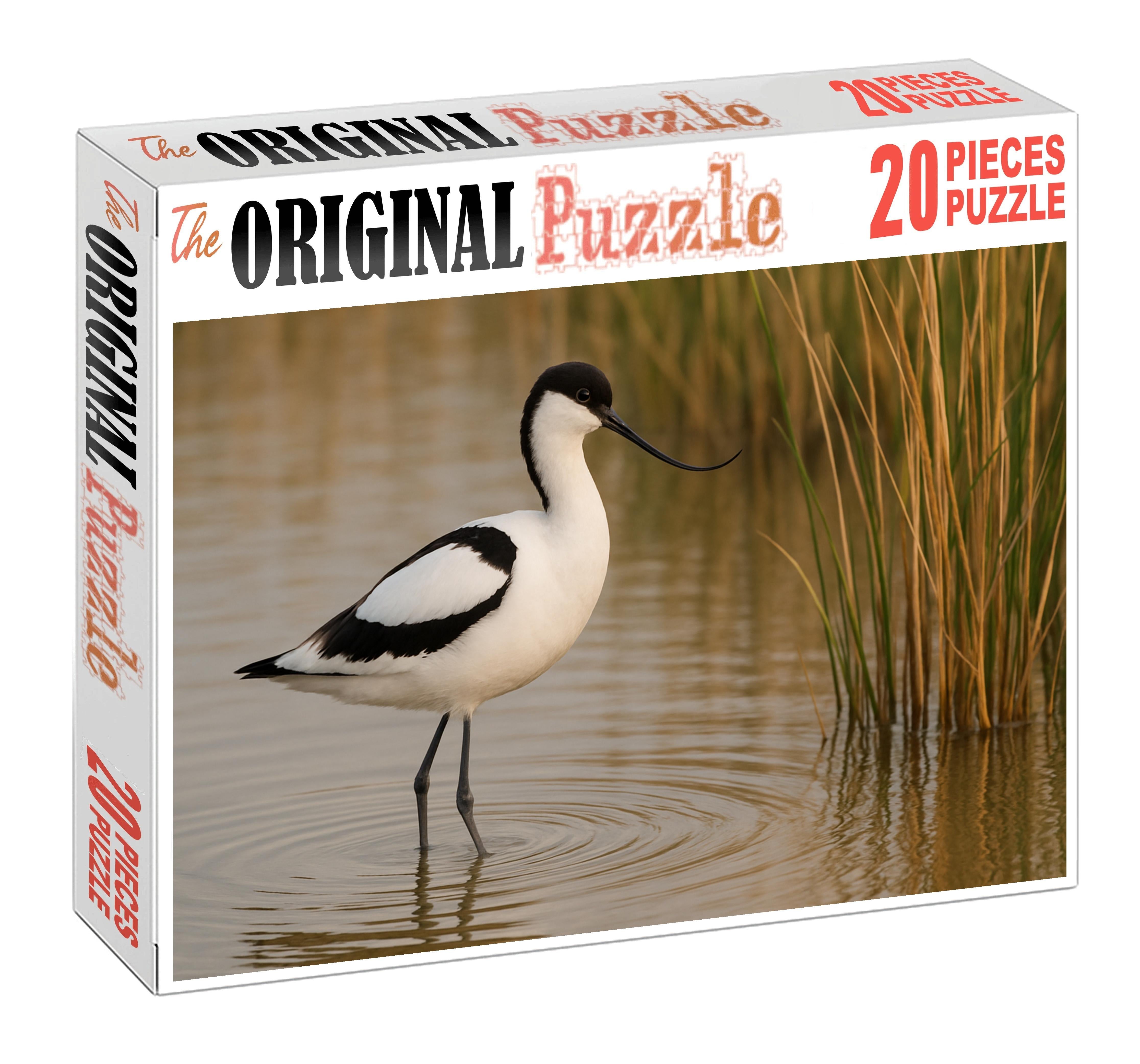 Pied Avocet Elegant Marsh Ballet Easy Puzzles