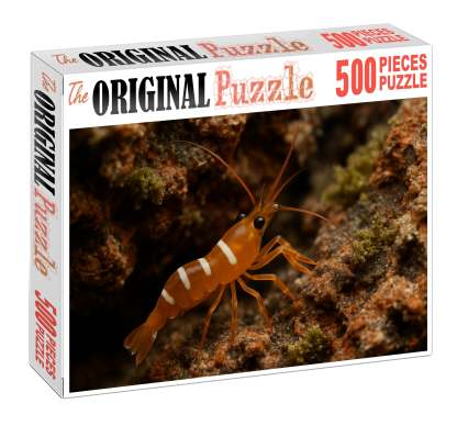 Amber Coral Shrimp Vibrant Algae Grazer With Curved Claws Puzzle Fun