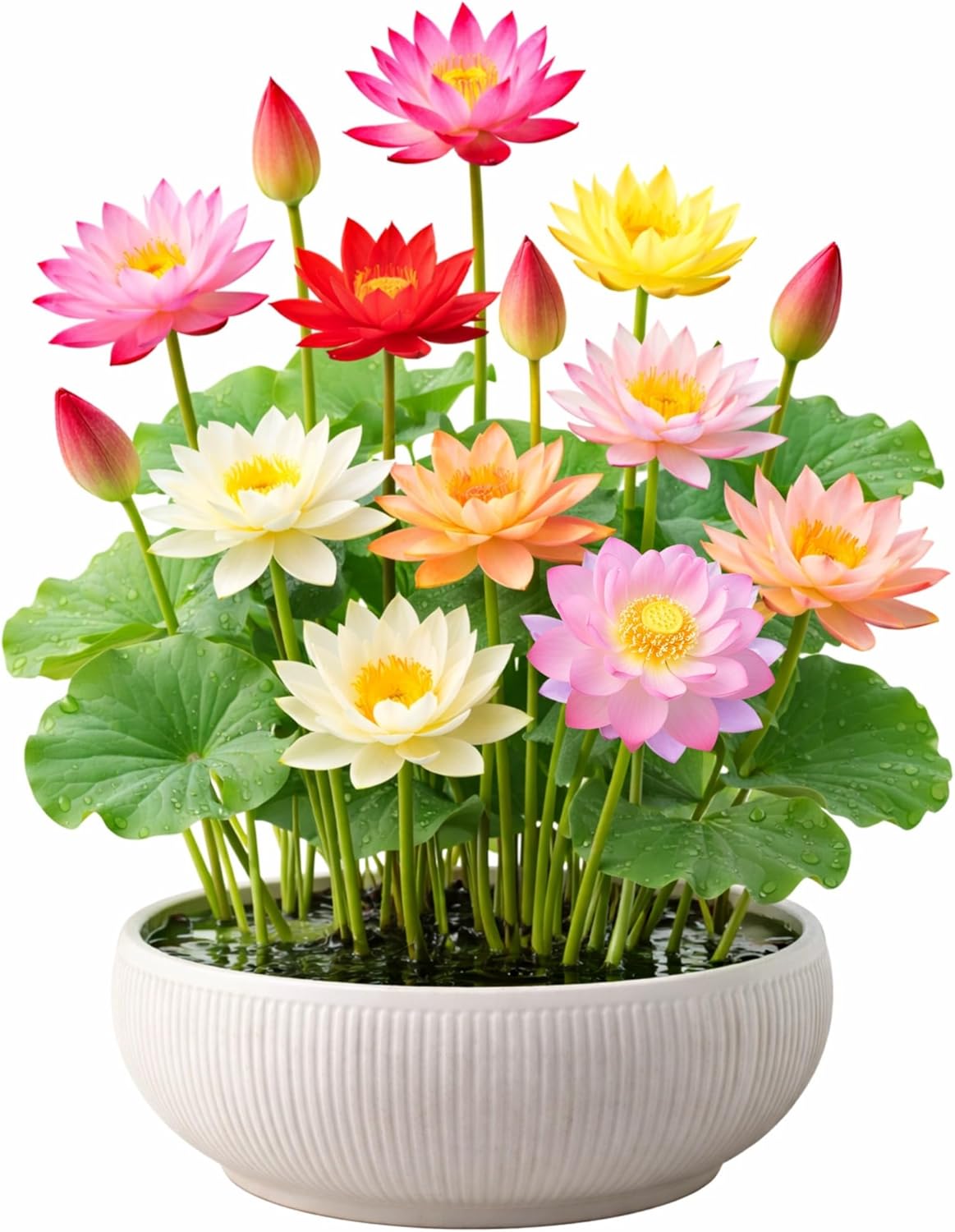 80 Pieces Of Lotus Seeds For Planting For Home Gardening